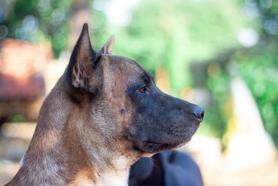 Close-up of dog looking away