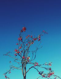 Low angle view of pink flowers against blue sky