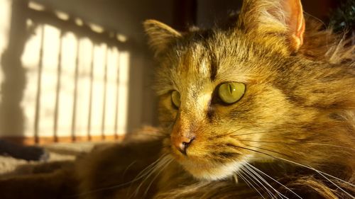 Close-up portrait of cat at home