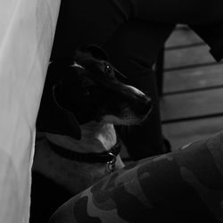 High angle view of dog looking away at home