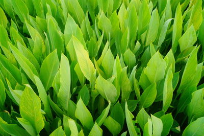 Full frame shot of fresh green field