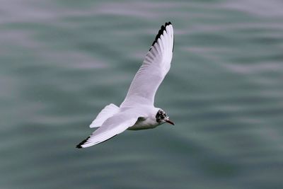 Close-up of swan flying over lake