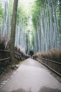 Road amidst trees in forest