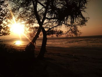 Silhouette tree on beach against sky during sunset