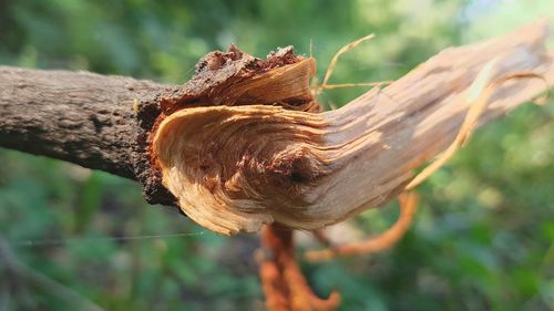 Close-up of plant