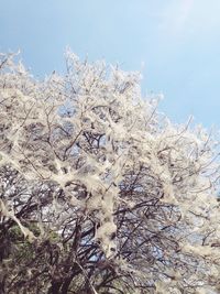 Low angle view of plants against clear sky