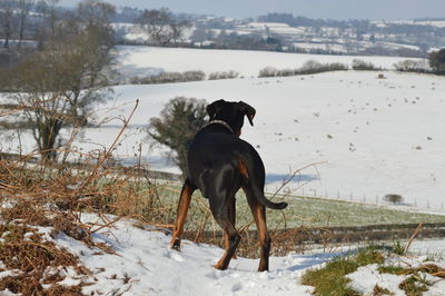 Dog on snow field against sky