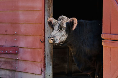 Belted galloway cow is feeding and roaming around the barn at an exhibition farm