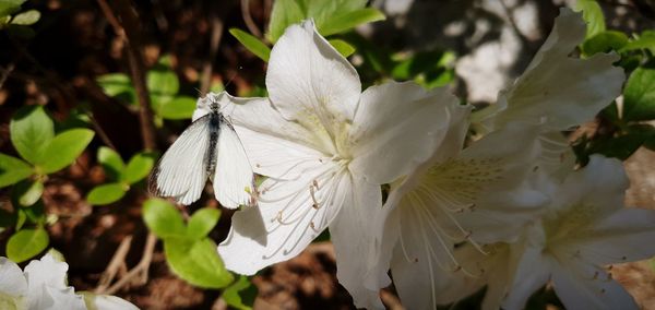 Close-up of white flowering plant