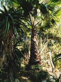 Palm trees in forest