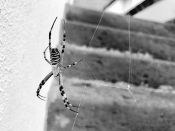 Close-up of spider on web