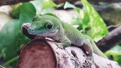 Close-up of lizard on tree