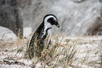 Close-up of bird