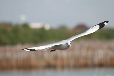 Seagull flying