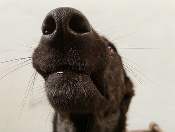 Close-up of dog looking up