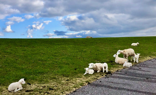 Sheep in a field