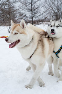 View of a dog on snow