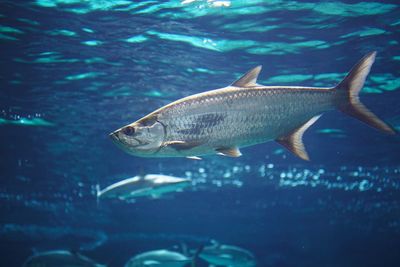 Fish swimming in sea