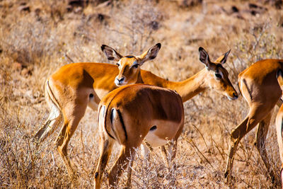 Impalas standing on field at national park