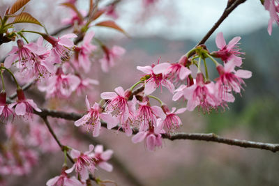 Close-up of pink cherry blossoms in spring