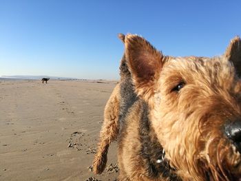 Close-up of dog at beach against clear sky