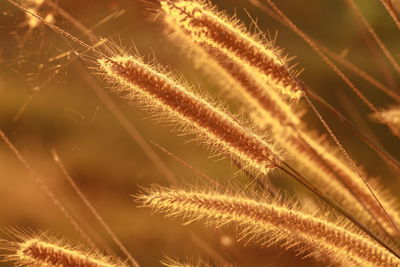 Close-up of dandelion growing in farm