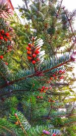 Low angle view of plants