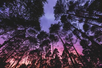 Low angle view of trees against sky at night