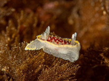 Close-up of fish in sea