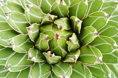 High angle view of succulent plant