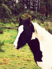 Close-up portrait of horse on grass