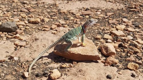 High angle view of lizard on rock