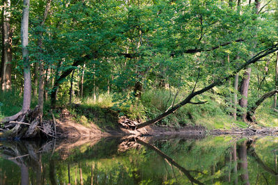 Reflection of trees in lake
