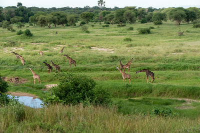 View of sheep on grassy field