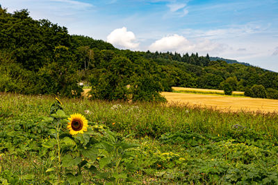 Scenic view of yellow flower trees on field against sky
