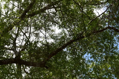 Low angle view of trees