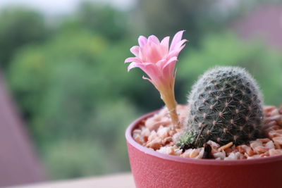 Close-up of potted plant