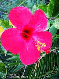 Close-up of pink hibiscus blooming outdoors