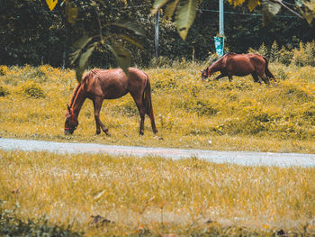 Horses in a field