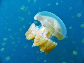 Close-up of jellyfish against blue background