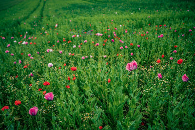 Pink poppy flowers on field