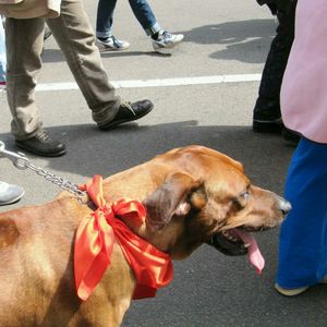 Low section of man with dog