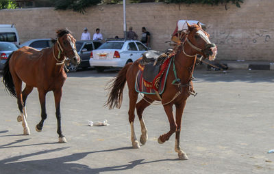 These horses was running wild in streets of cario egypt dont were the owner is though