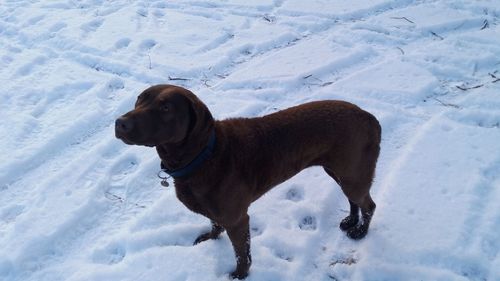 Dog on snow field