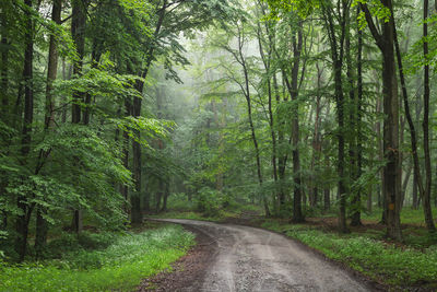 Summer morning view of the foggy forest