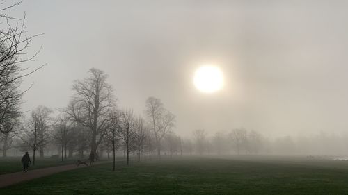 Trees on field against sky during foggy weather