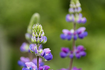 Close-up of purple flowering plant