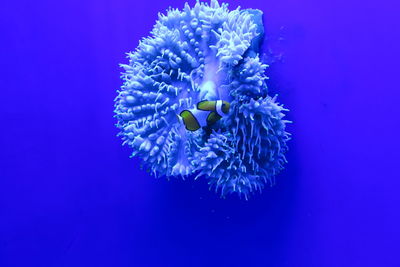 Close-up of jellyfish against blue background