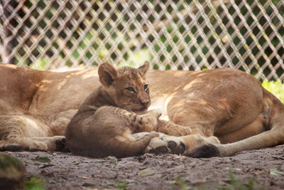 Baby african lion cub panthera leo nursing from its mother lioness.