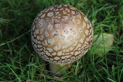 Close-up of mushroom on field